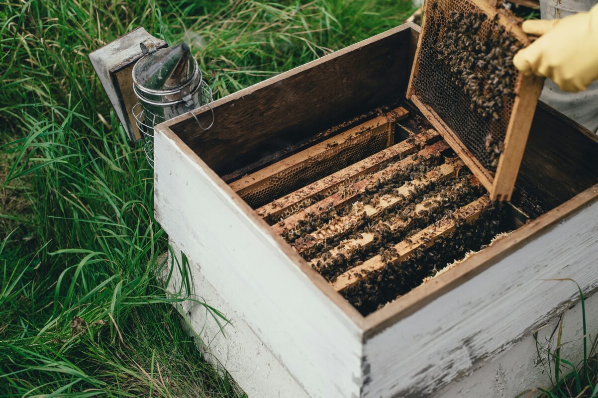 Bee Nation, Bee Keeping